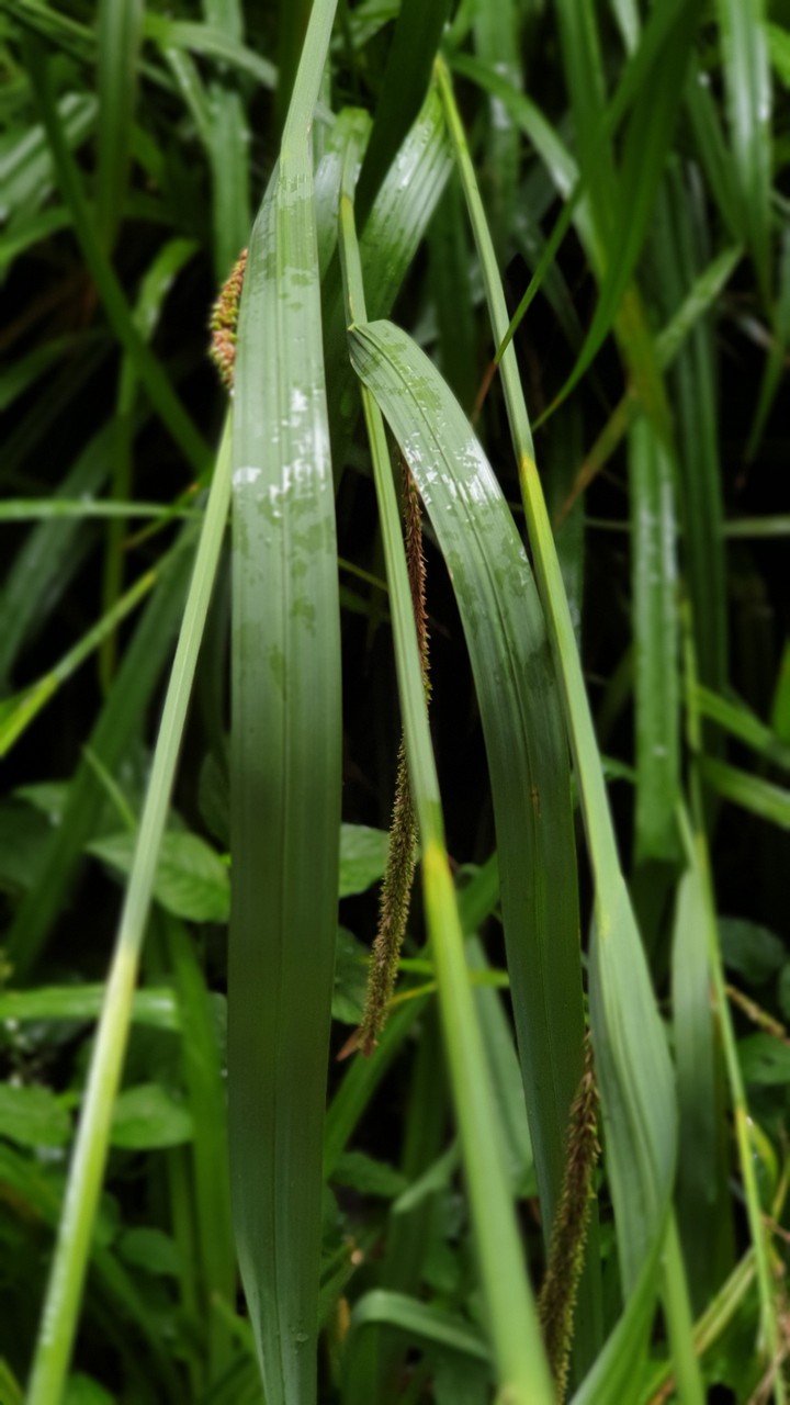 greeny