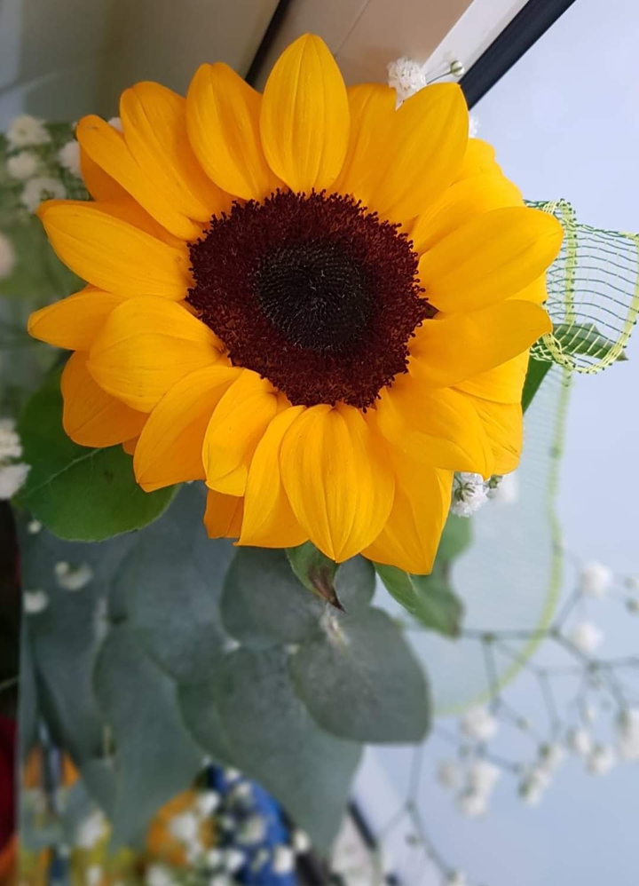 flor de girasol