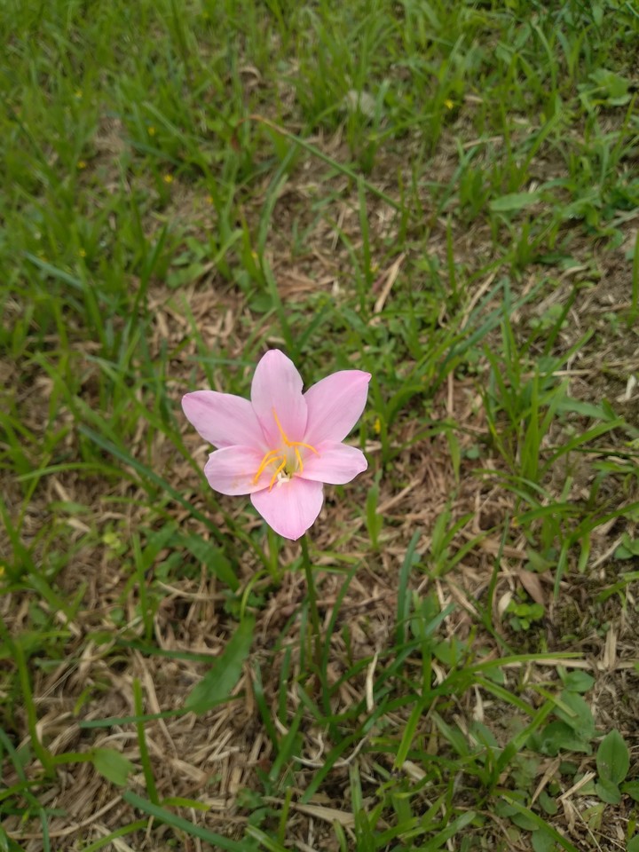 flor de san jose