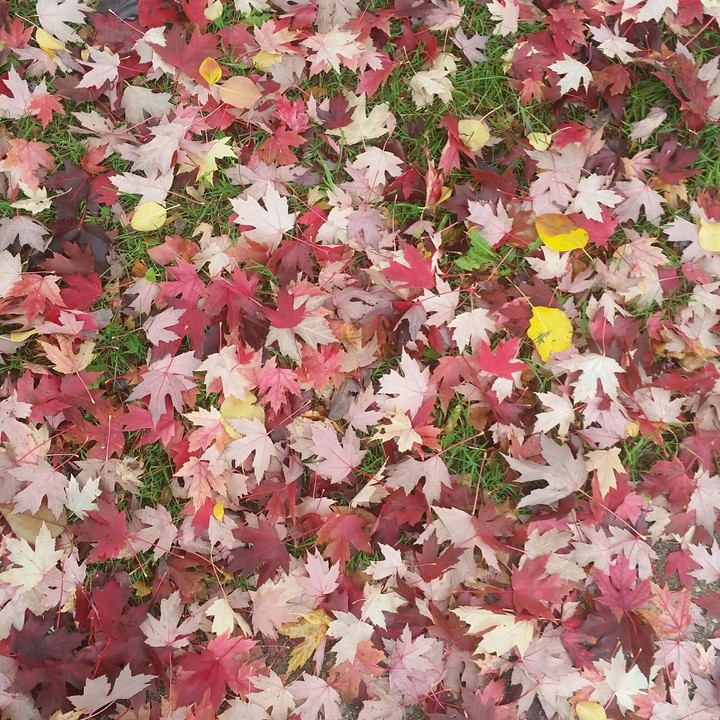 leaves