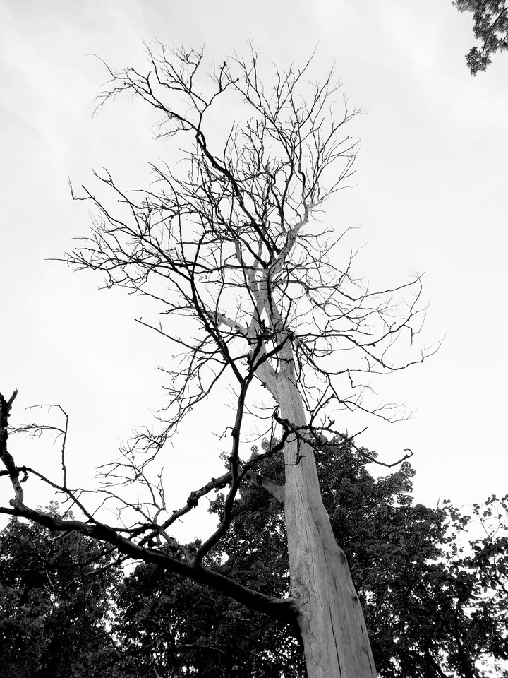 Dead tree
