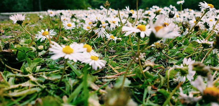 Daisies