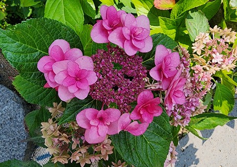 pink, groundcover achtergronden