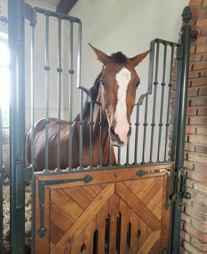 animal