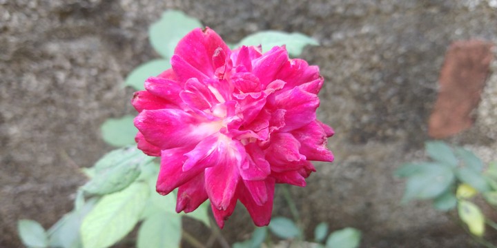 Silly Rose
