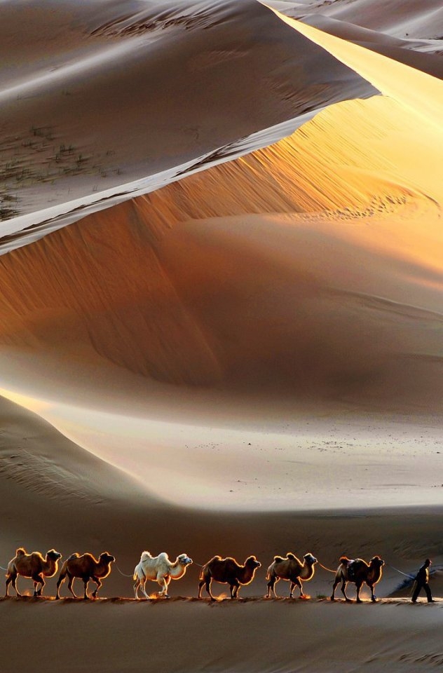 camels