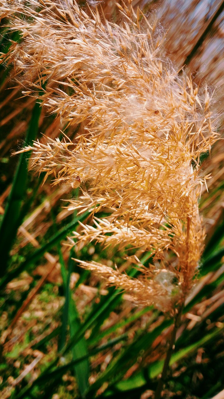 reed