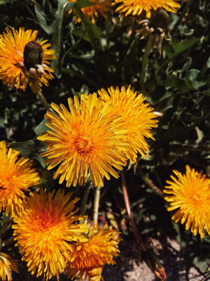 flowers