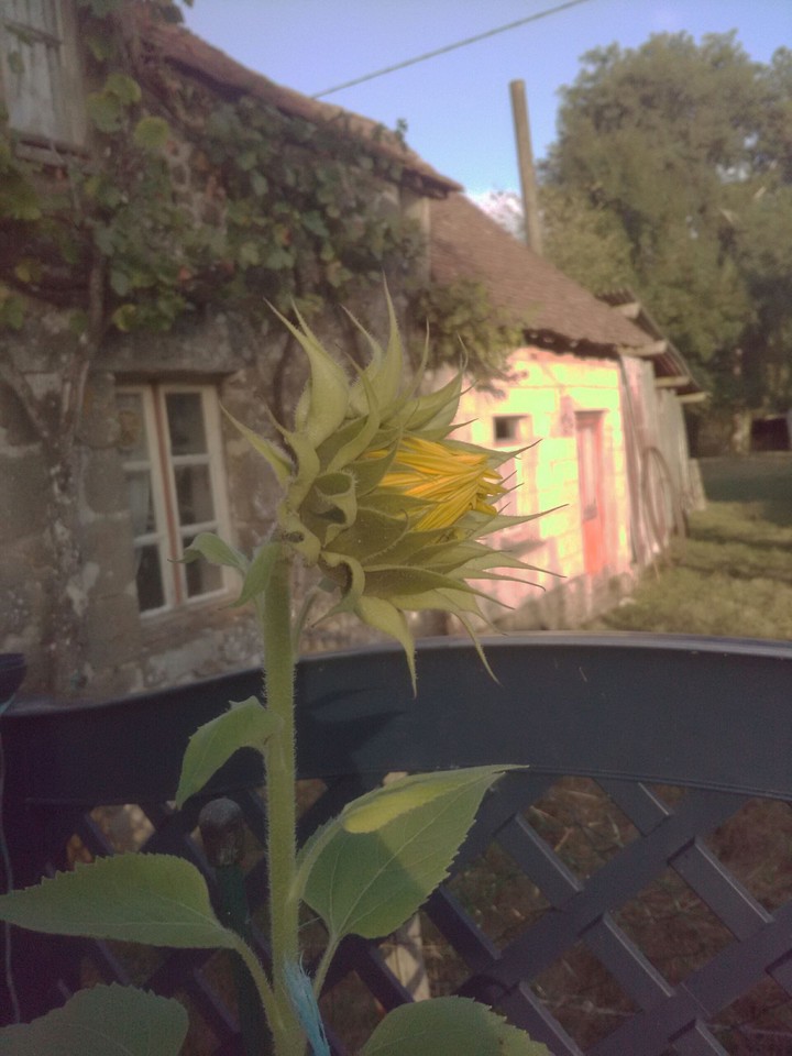 Tournesol en croissance