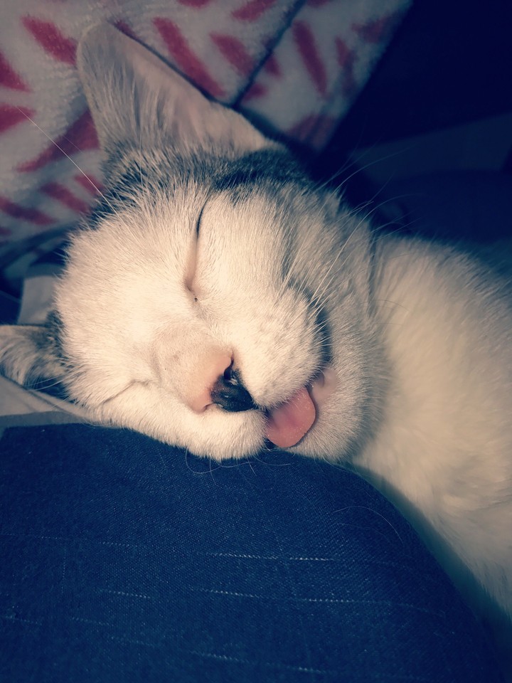 kitty