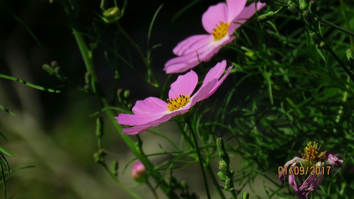 fresh flower