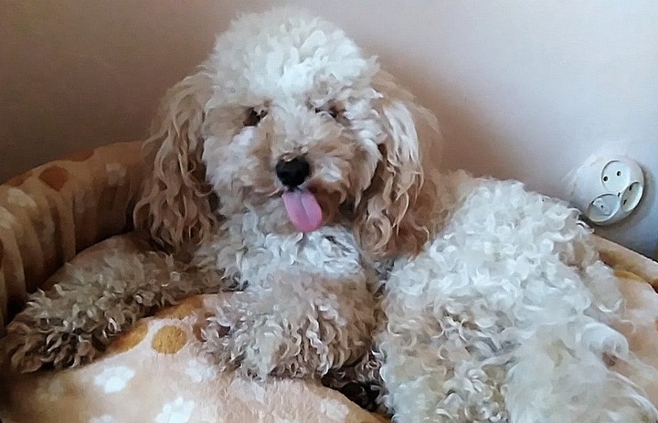 Teddy