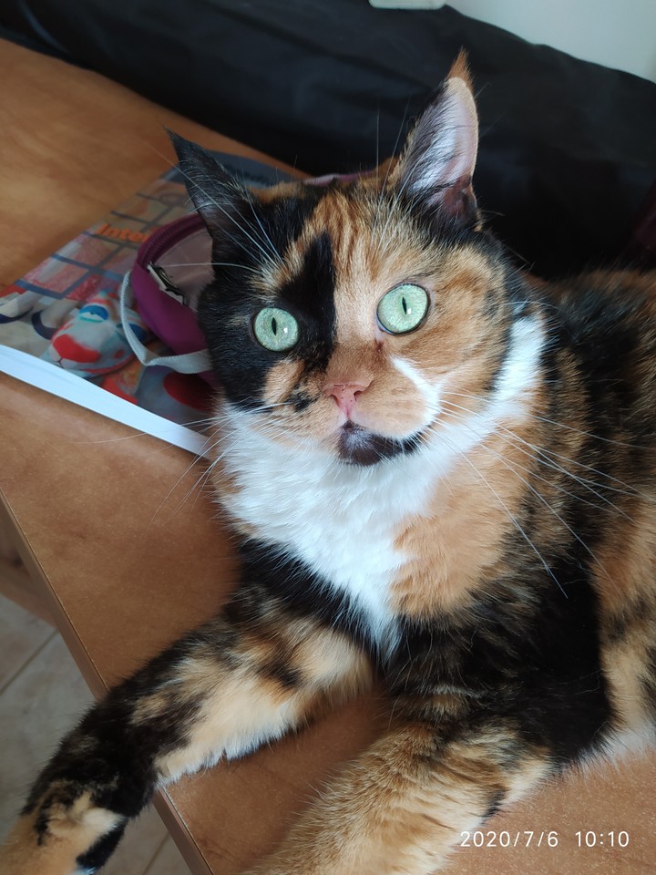 cat