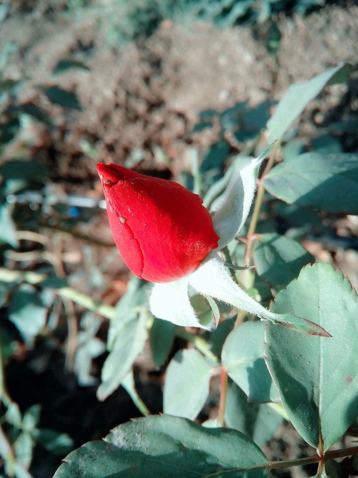 my rose