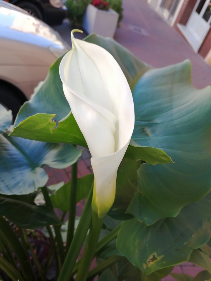 Calla flower