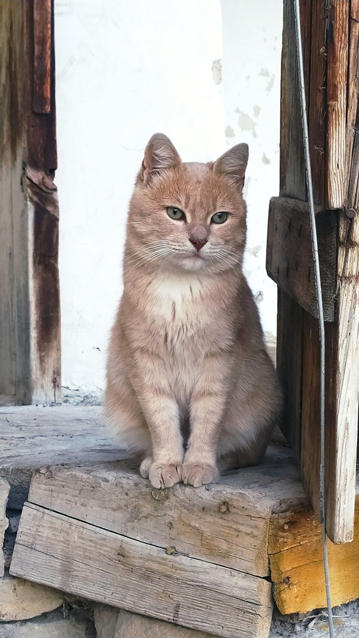 Гарфилд