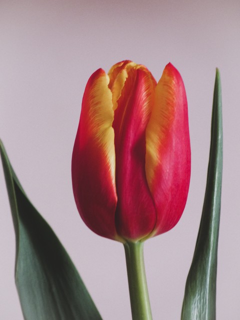 tulip