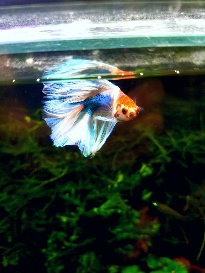 fighting　fish　ベタ