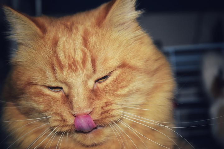 cat