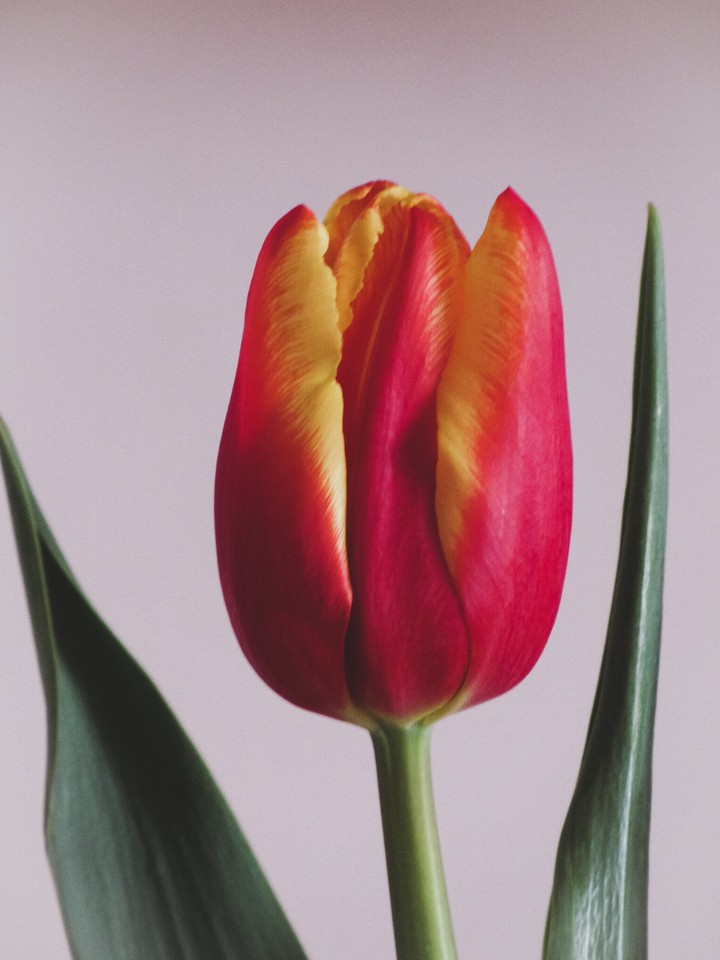 tulip