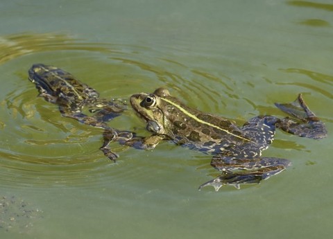amphibians, frog Hintergrundbilder