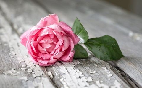 Flovers