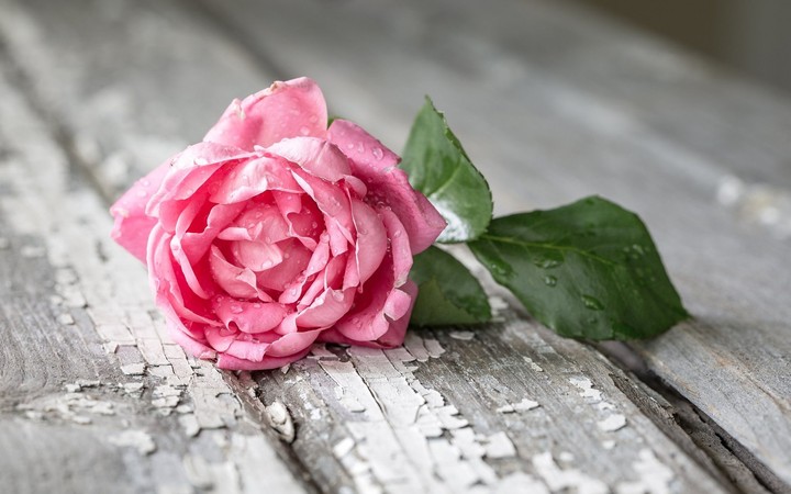 Flovers