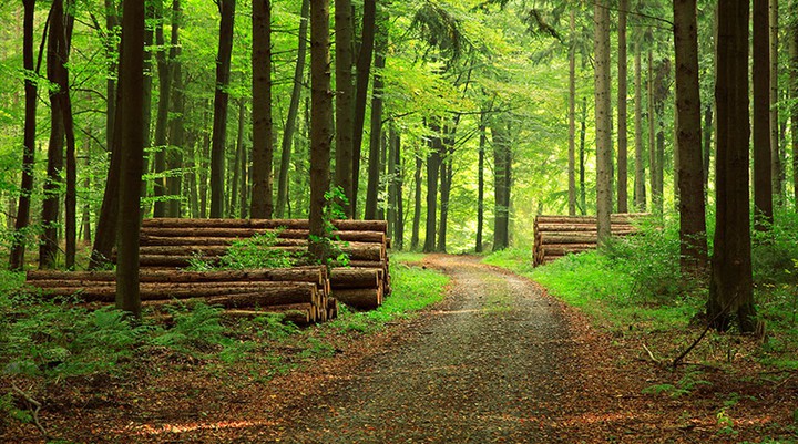 forest