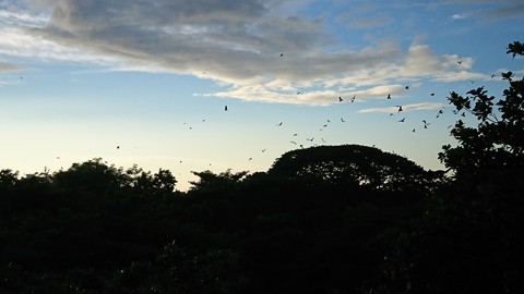 Flying