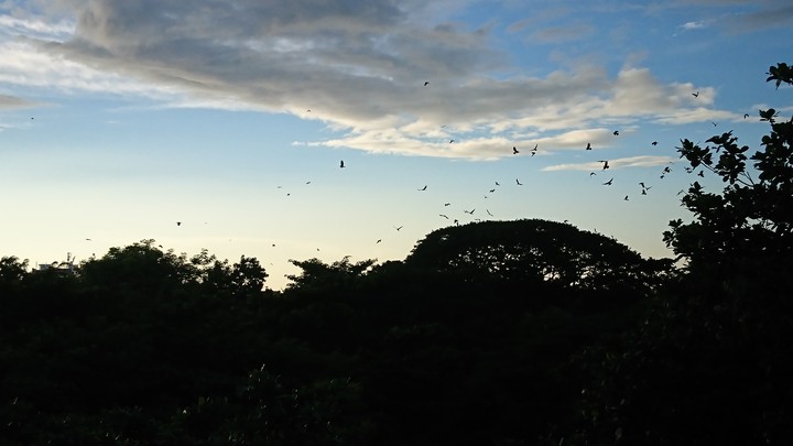 Flying