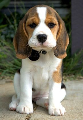 My dog.