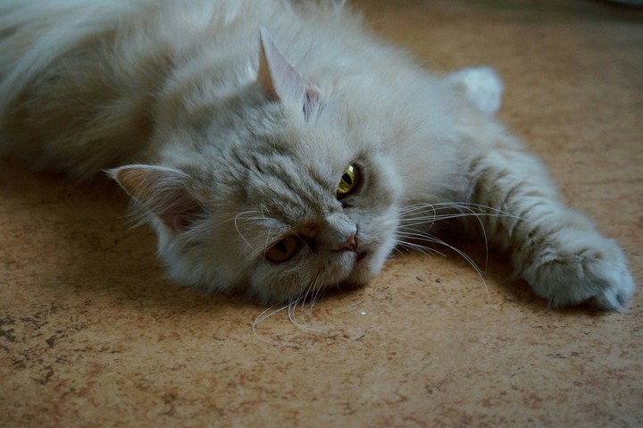 persian
