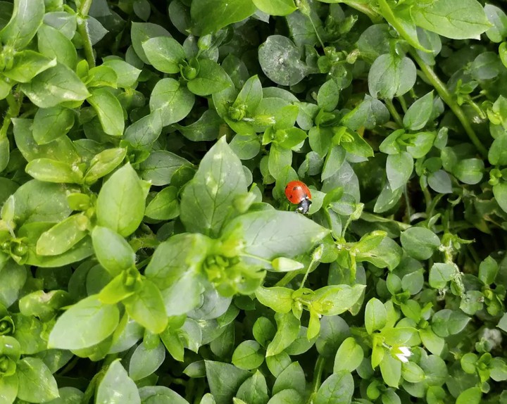 ladybird