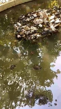 Happy Turtles