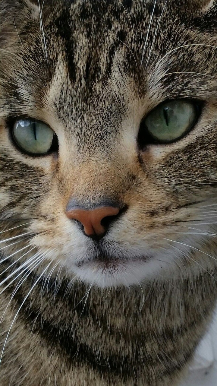 Nala 