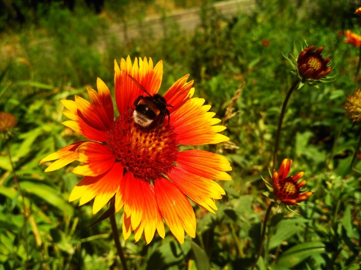 a bee on a flower