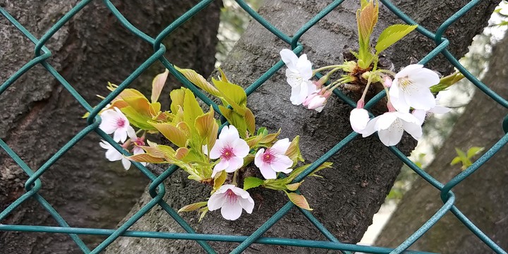 벗꽃