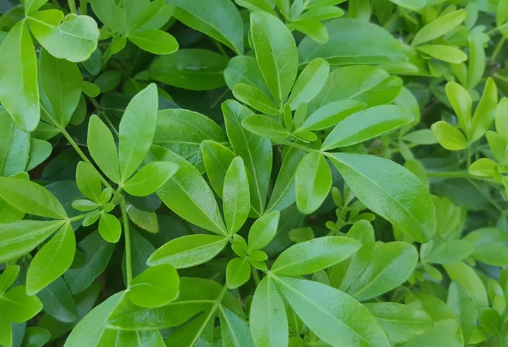 Lush green leaves!
