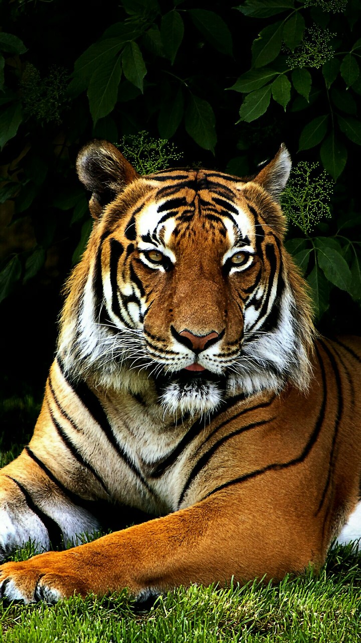 bangol tiger