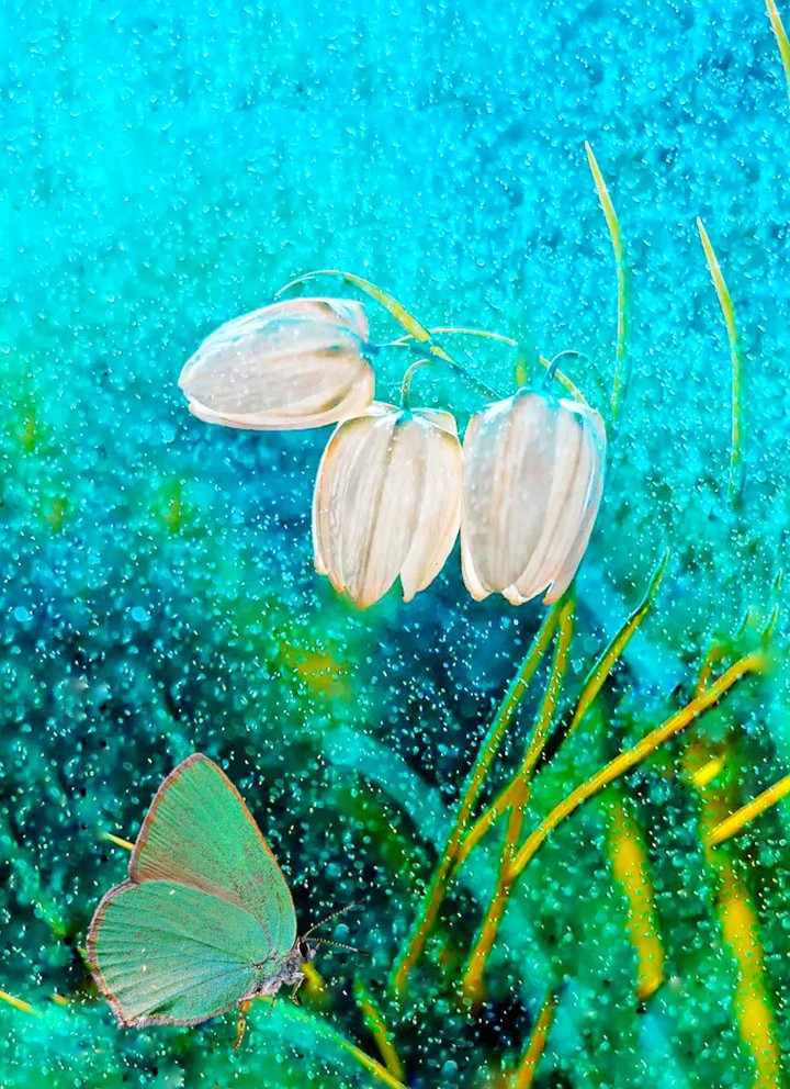 blossom & butterfly
