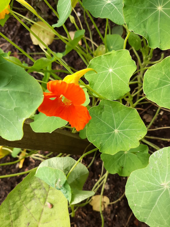 merveille de la nature