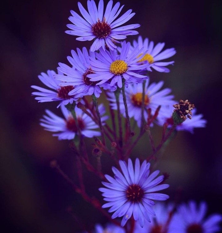 Daisies