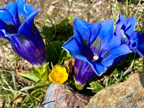 gentiana, blue वॉलपेपर