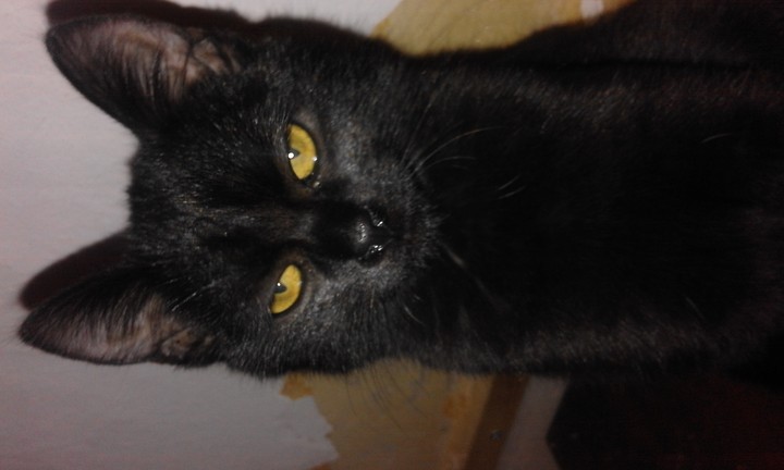 My kitten