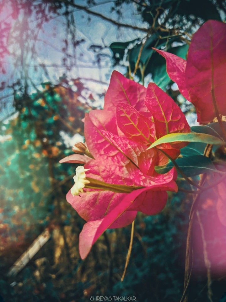 FLOWER