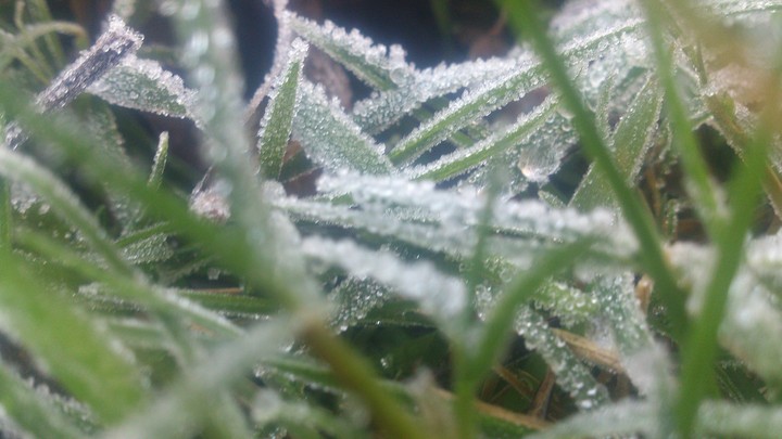 bugs eye view