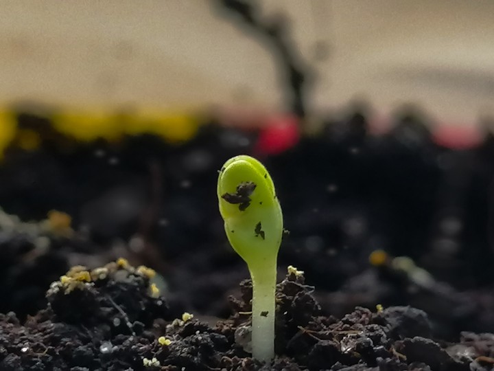 Seedling