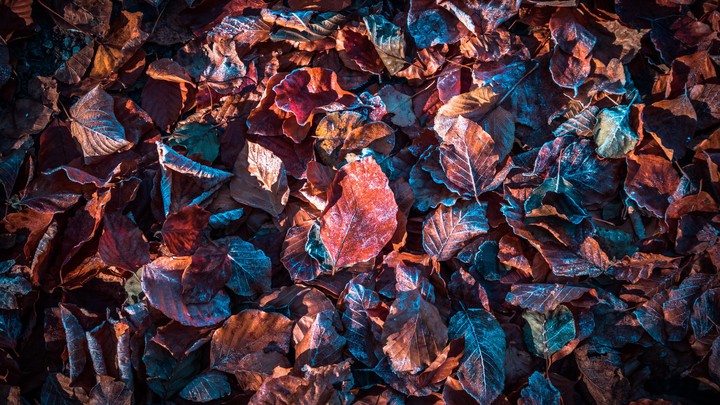 Frosted Autumn Leaves