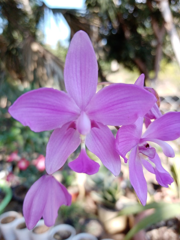 Orquídea Spathoglottis Plicata