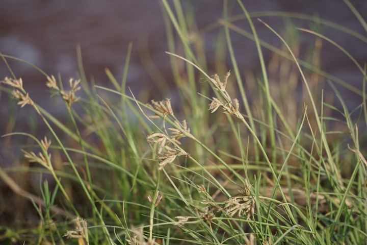 grass